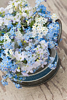 Forget-me-not