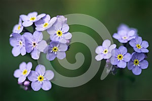 Forget-me-not