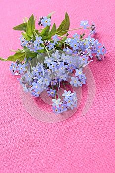 Forget-me-not