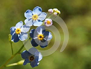 Forget-me-not