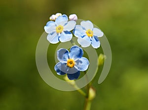 Forget-me-not