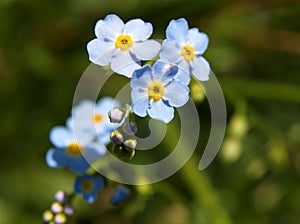 Forget-me-not