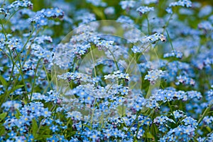 Forget-me-not. photo