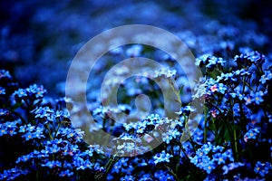 Forget-me-not