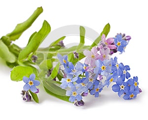 Forget-me-not