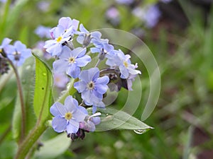 Forget-me-not