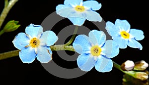 Forget-me-not