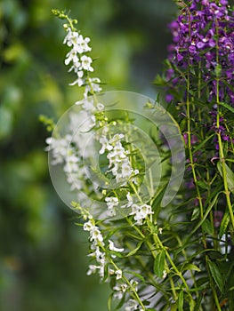 Forget me Not  Angelonia goyazensis Benth, Digitalis solicariifolia name white and purple flower blooming in green plastic pot