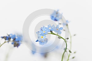 Forget-me-not, blue blossoms