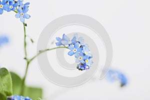 Forget-me-not, blue blossoms