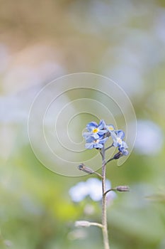 Forget-Me-Not, Blue Flower, Selective Focus