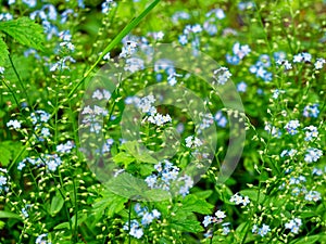 Forget-me-not blue flowers and green grasses in soft sunlight