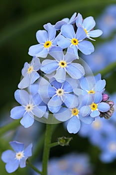 Forget-me-not