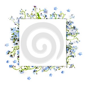 Forget-me-not blue forest flowers - nature square background