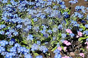 Forget-me-not blue and pink flowers