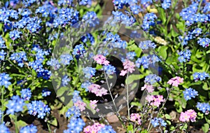 Forget-me-not blue and pink flowers