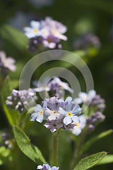 Forget-me-not blue and pink flowers in a garden, close up