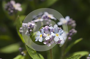 Forget-me-not blue and pink flowers in a garden, close up