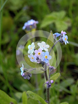 Forget - me-not blue wild flower, Lithuania