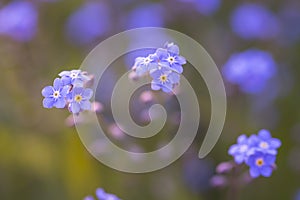 Forget-me-not blurred flower macro on green blur nature background. Velvet violet trendy color 2022. Spring flower