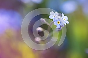 Forget-me-not blurred flower macro on green blur nature background. Velvet violet trendy color 2022. Spring flower