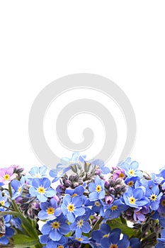 Forget me not border