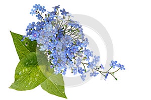 Forget Me Not Bouquet