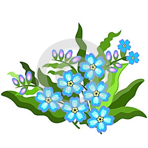 Forget-me-not bouquet. Vector isolated illustration.