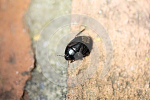Forget-me-not Bug, Sehirus luctuosus, on a wall
