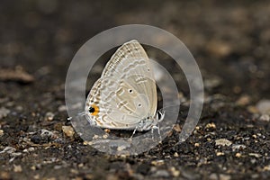 Forget-me-not Butterfly photo