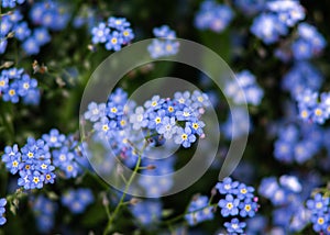 Forget me not in a closeup