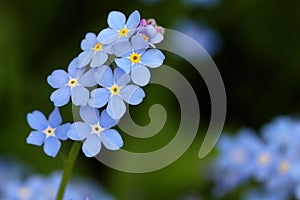 Forget-me-not