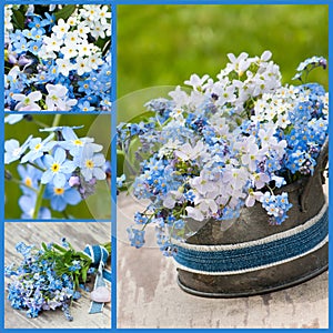 Forget-me-not collage