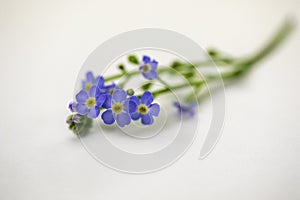 Forget-me-not on counter angled away