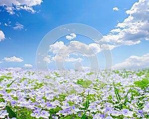 Forget-me-not field