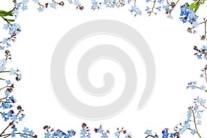 Forget-me-not (floral ornament