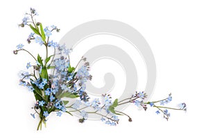 Forget-me-not (floral ornament photo