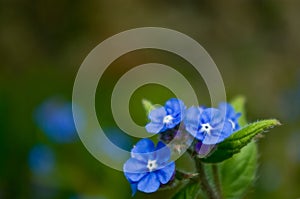 Forget-me-not flower