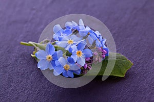 forget me not flower