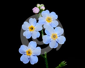 Forget Me Not Flower