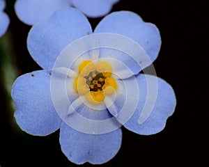 Forget Me Not Flower