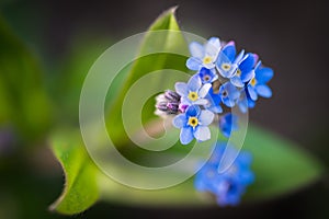 Forget-me-not flower