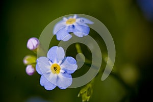 Forget me not flower