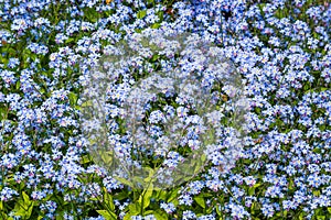 Forget-me-not flower bush or Scorpion Grasses blooming