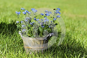 Forget me not flower in grey wooden pot