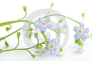 Forget me not flower isolated