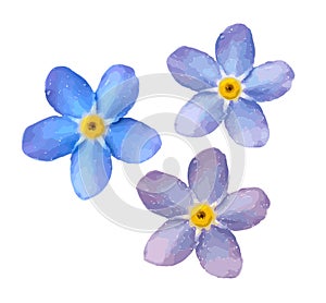 Forget me not flower isolated on white background. Blue and pink bloom.