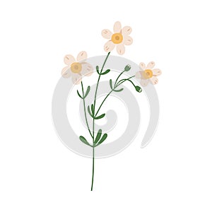 Forget-me-not flower isolated on white background. Delicate blooming forgetmenots. Botanical floral element. Colorful