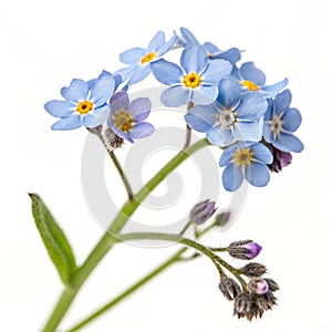 Forget-me-not flower isolated on white background photo