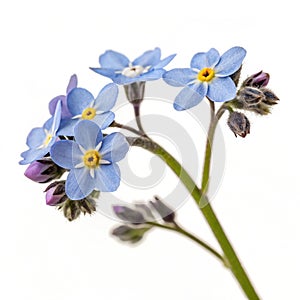 Forget-me-not flower isolated on white background photo